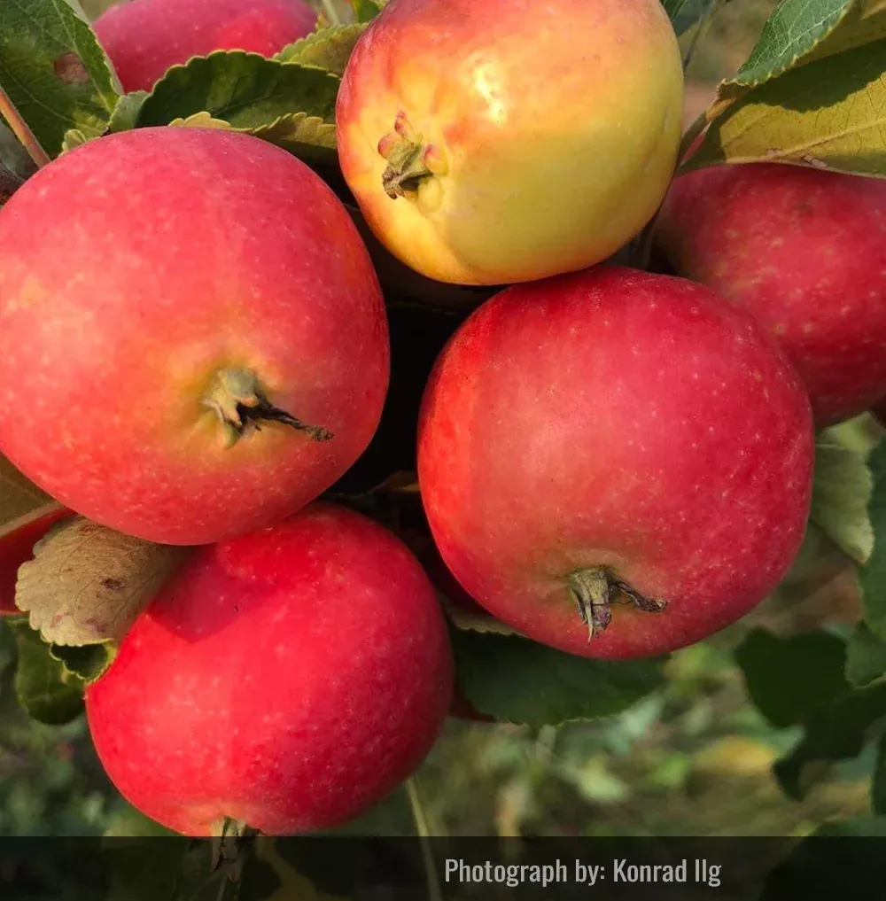 Pond Crabapple Tree
