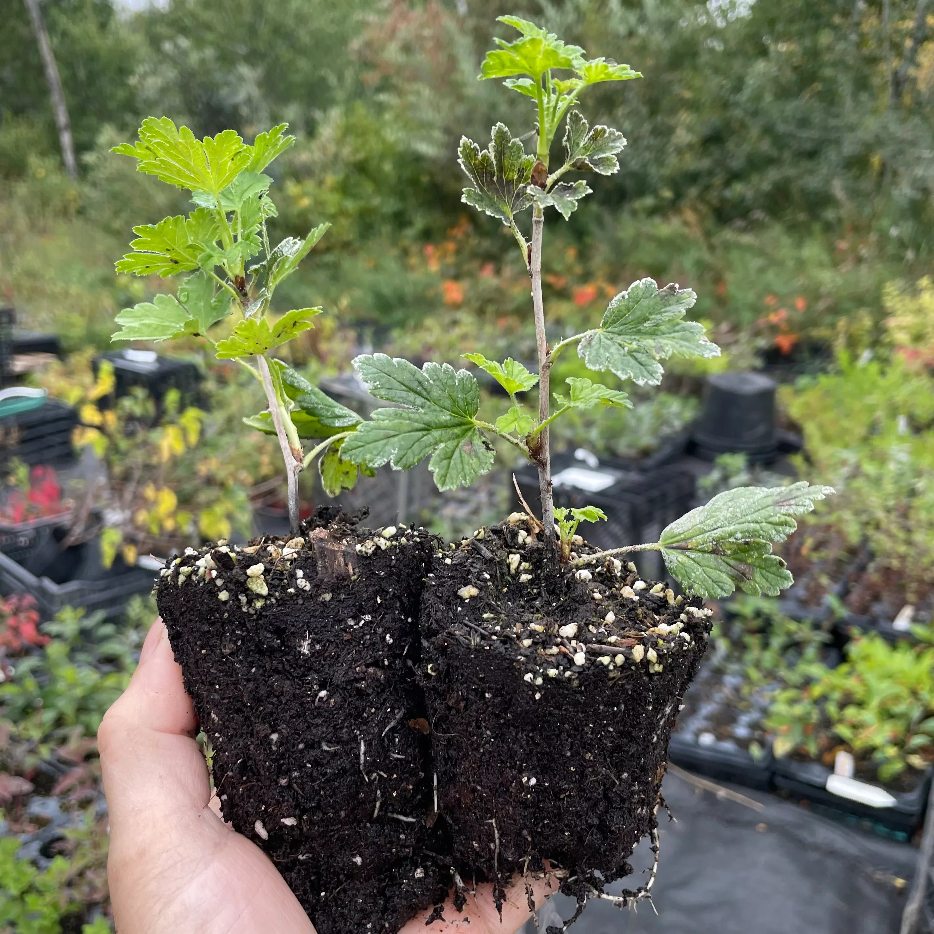 Poorman Gooseberry