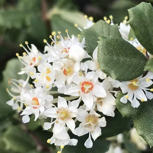Popcorn California Lilac