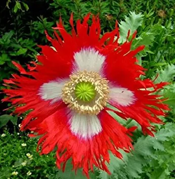 Poppy, Breadseed ‘Danish Flag’
