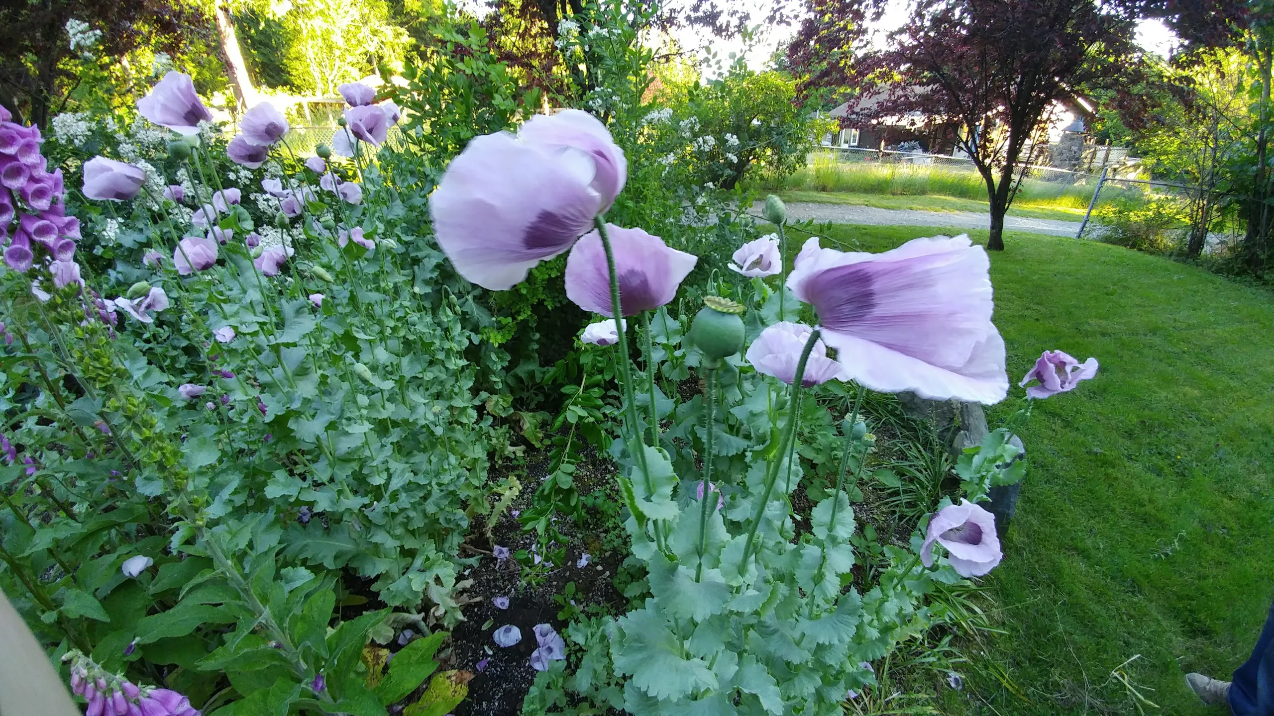 Poppy, Breadseed ‘Hungarian Blue’