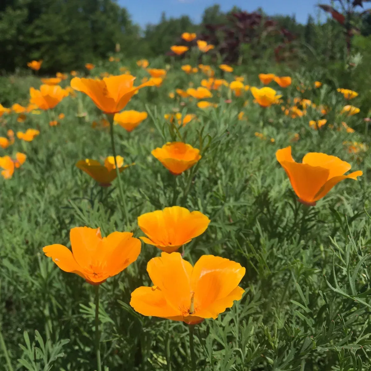 Poppy, California Orange (Eschscholzia californica)