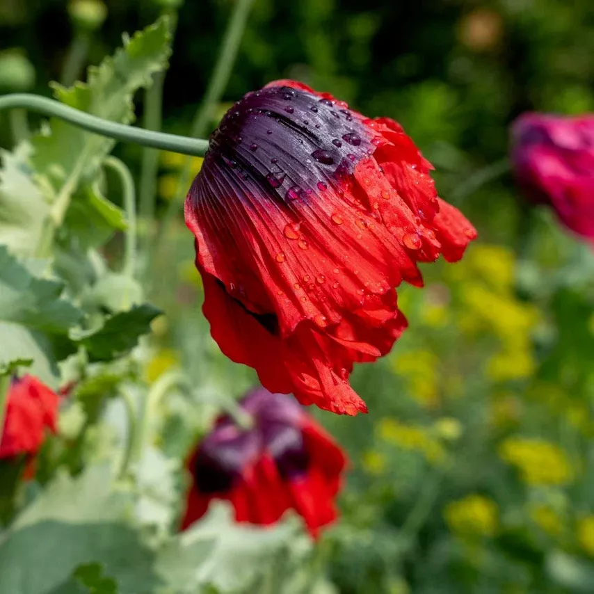 Poppy, Cherry Glow (Papaver somniferum)