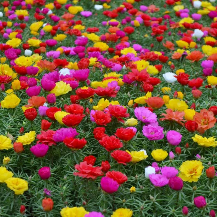 Portulaca Happy Hour Mix