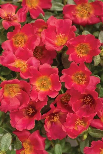 Portulaca umbraticola 'Mojave Red'