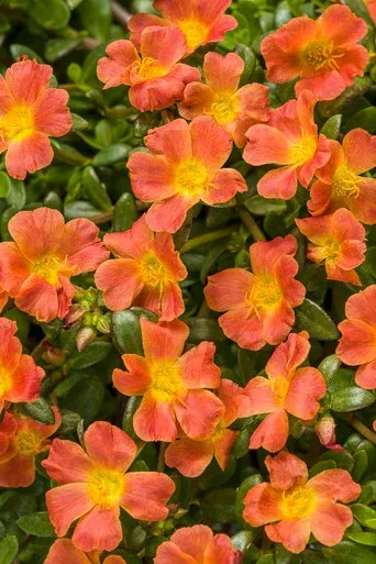 Portulaca umbraticola 'Mojave Tangerine'