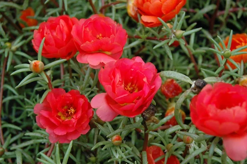 Portulaca