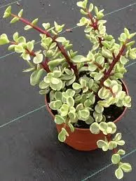 Portulacaria Afra, Green and Variegated
