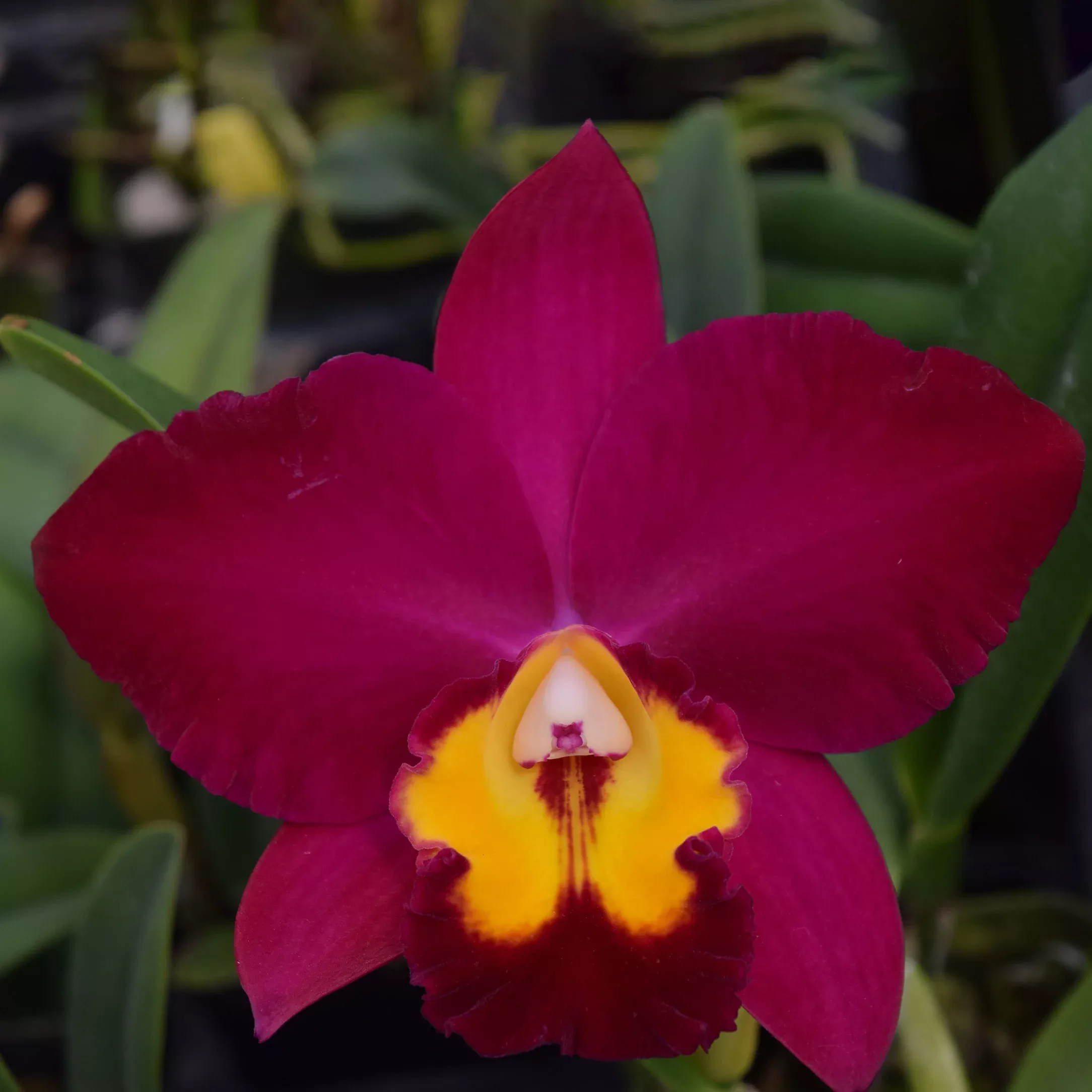 Pot. Hawaiian Prominence 'America'