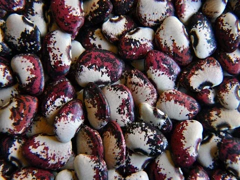 Potawatomi Lima Bean Seeds