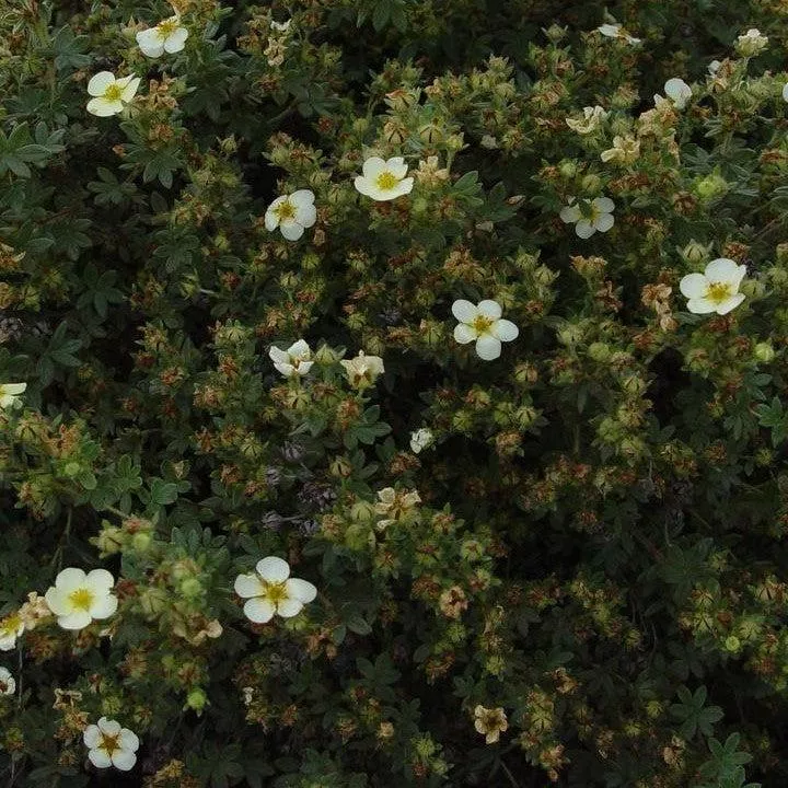Potentilla fruticosa 'Abbotswood'- Abbotswood Potentilla