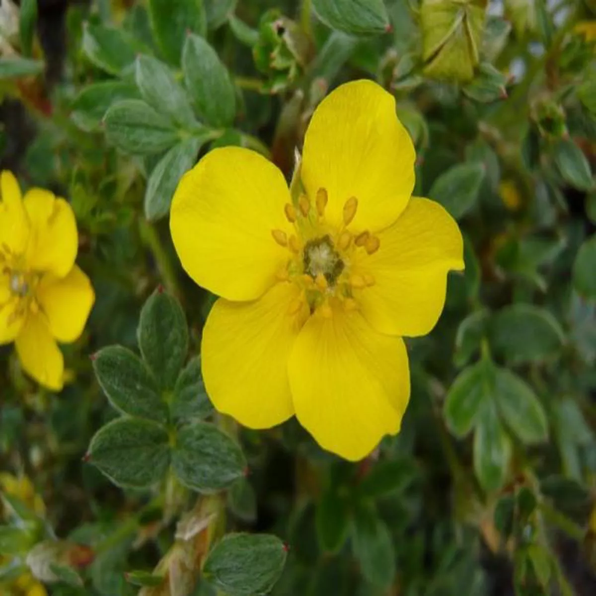 Potentilla fruticosa BeesiiShrubby cinquefoil