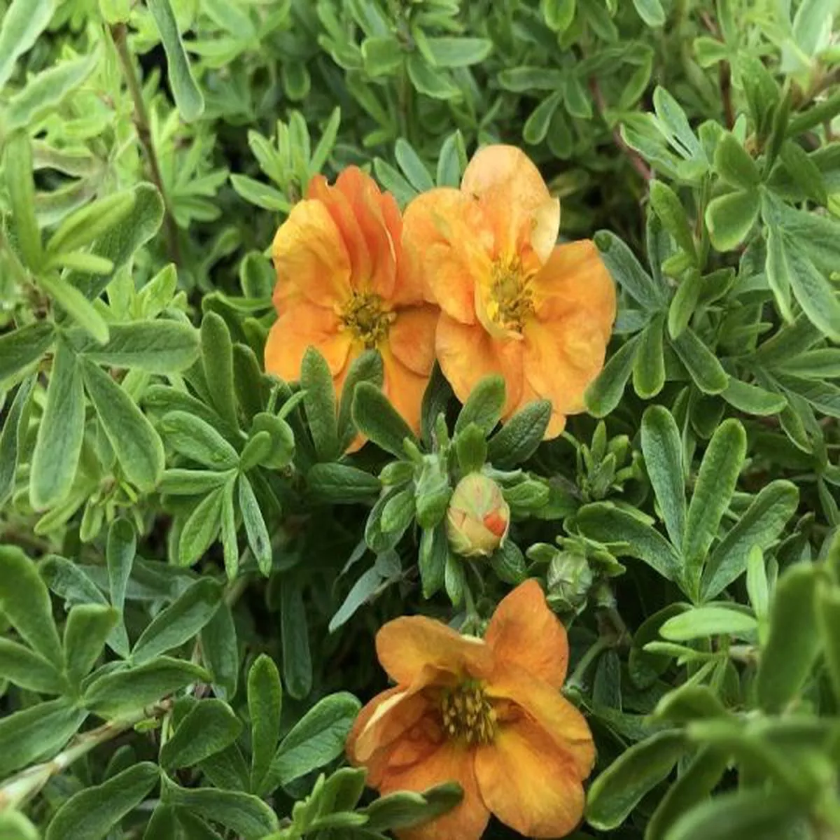 Potentilla fruticosa Double Punch TangoShrubby cinquefoil