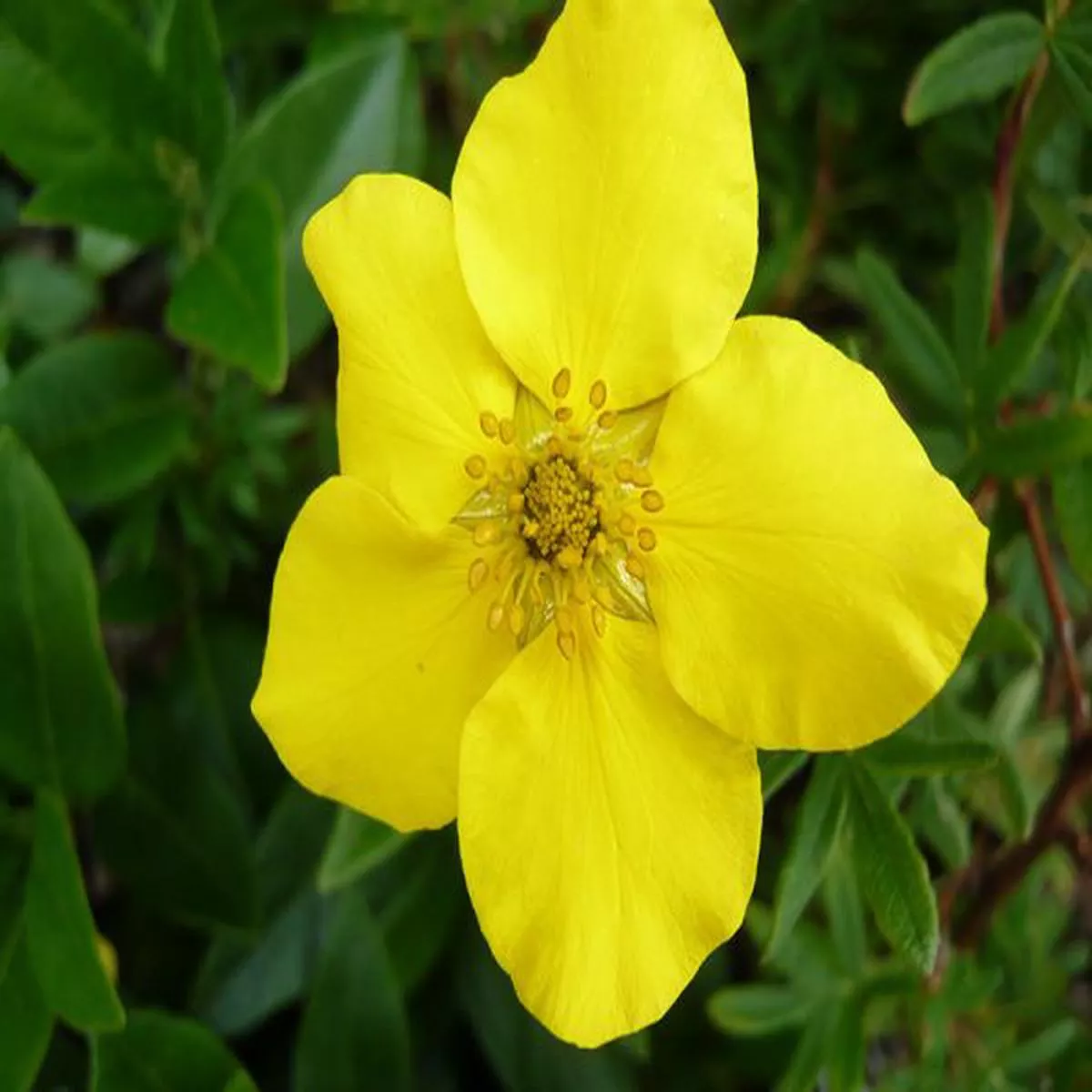 Potentilla fruticosa King CupShrubby cinquefoil