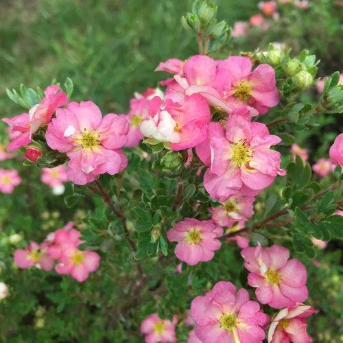 Potentilla fruticosa 'SMNPPS'- PW Happy Face Hearts Potentilla