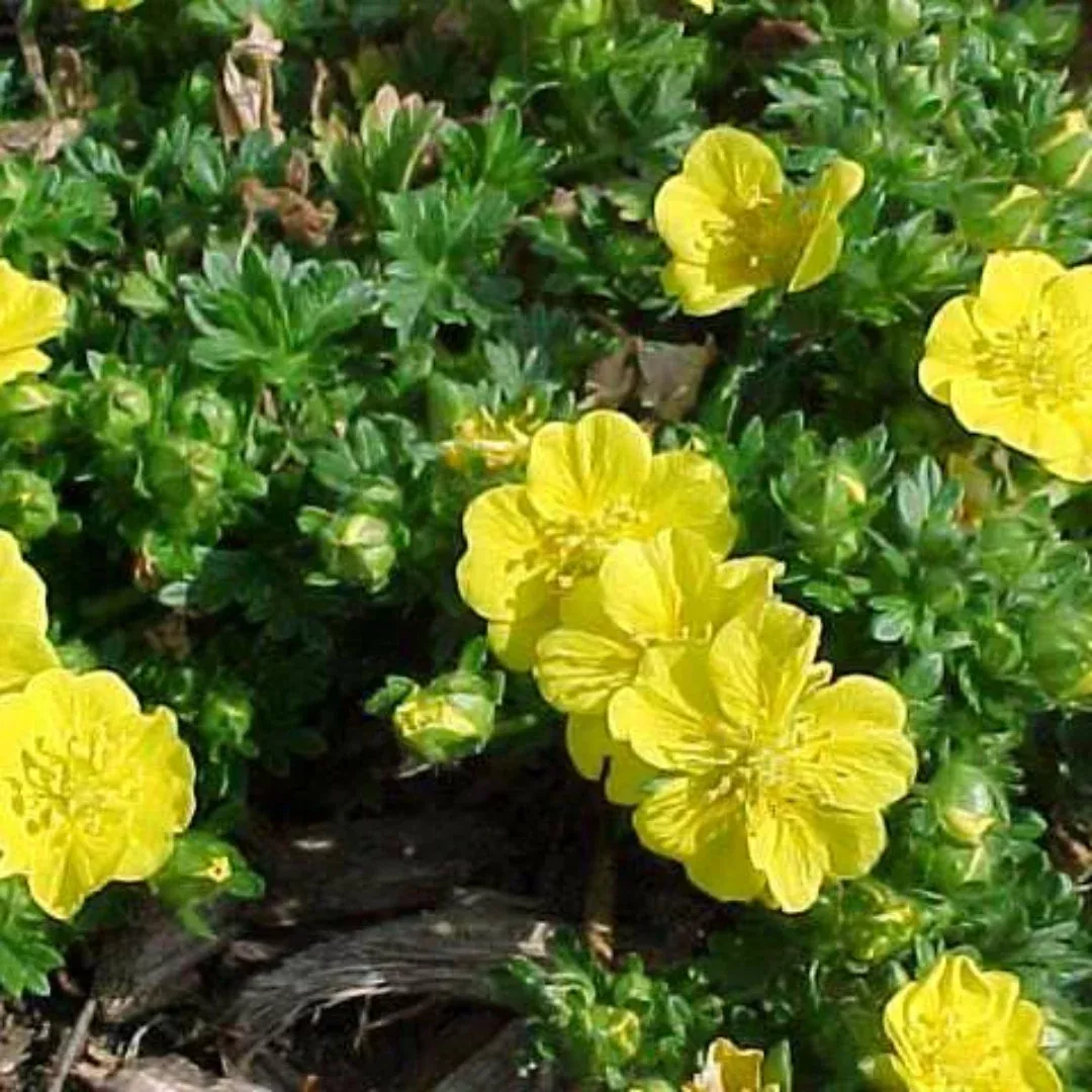 Potentilla Neumanniana 'Nana'