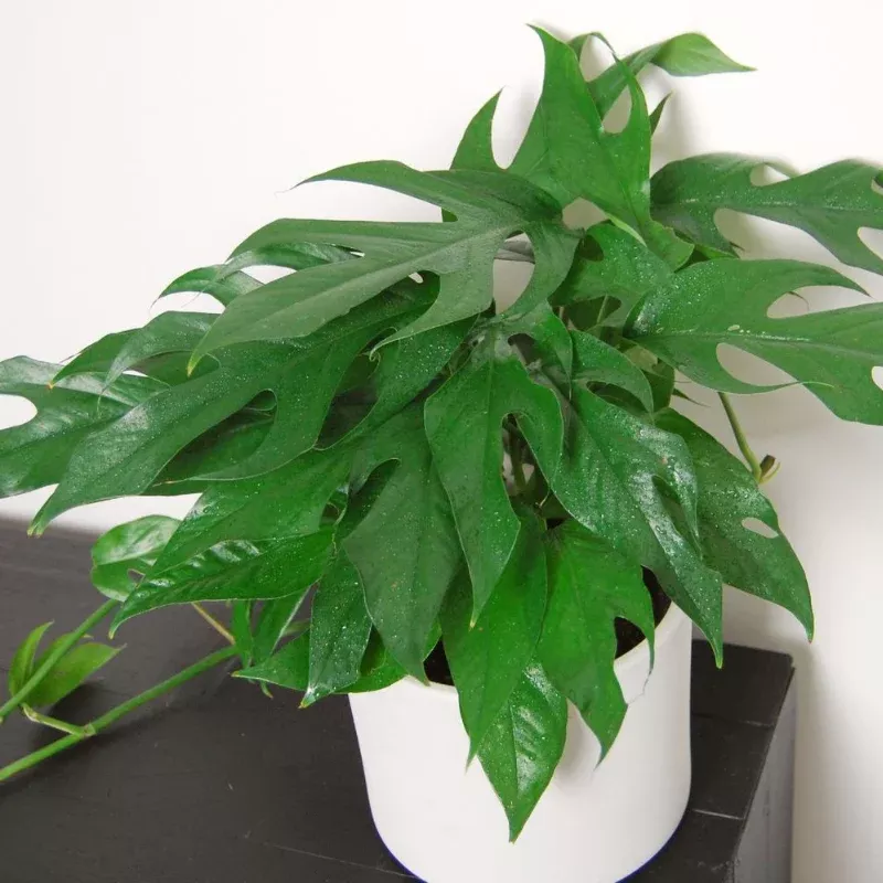 Pothos Baltic Blue Plant Plug (Epipremnum pinnatum 'Baltic Blue') – Trailing Vine with Deep Blue-Green Leaves for Low Light.