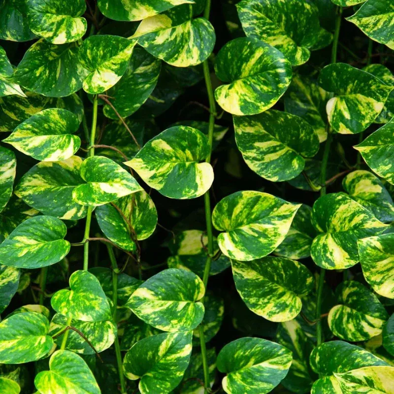 Pothos Golden Plant Plug (Epipremnum aureum 'Golden') – Bright, golden foliage – Hardy and versatile indoor plant.