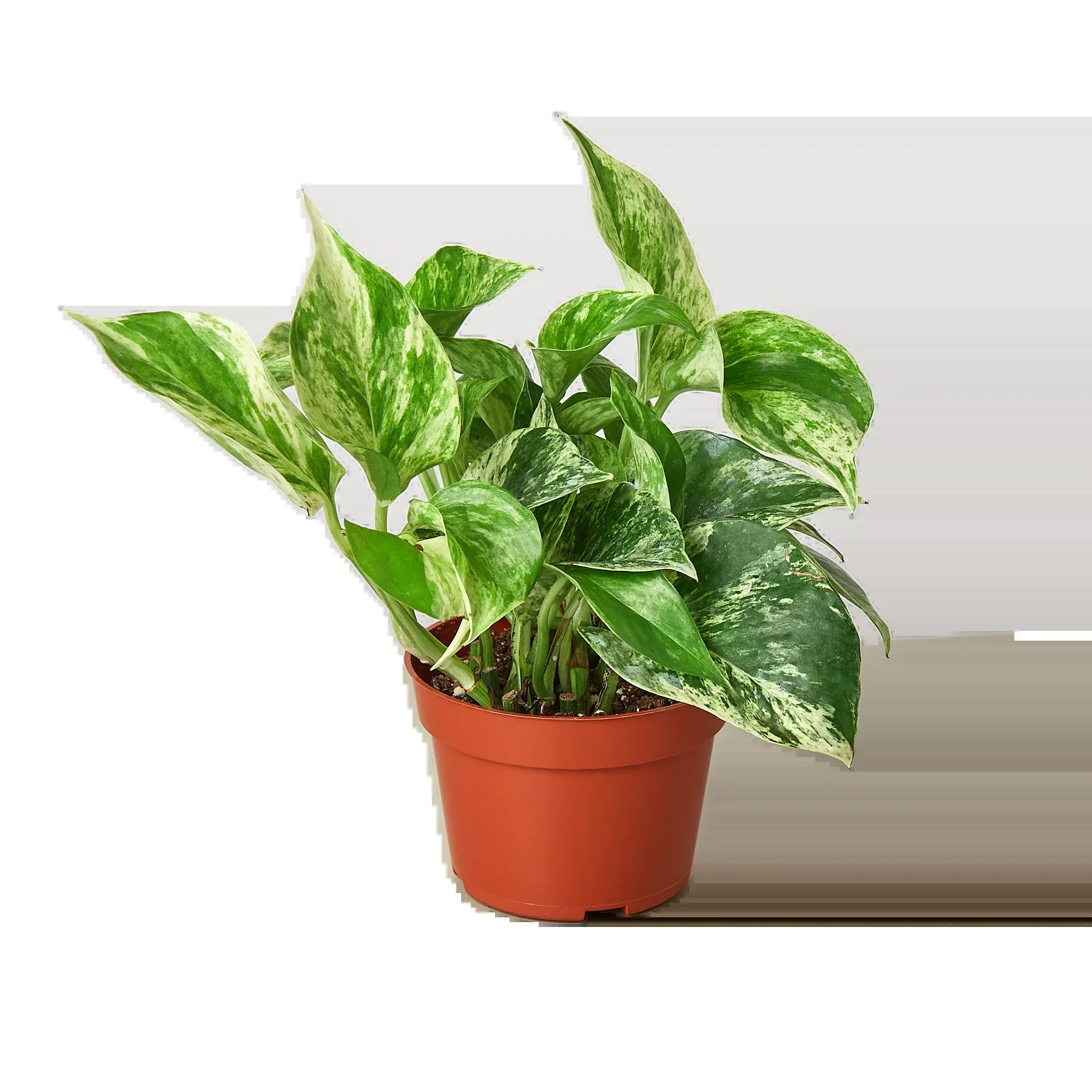 POTHOS MARBLE QUEEN