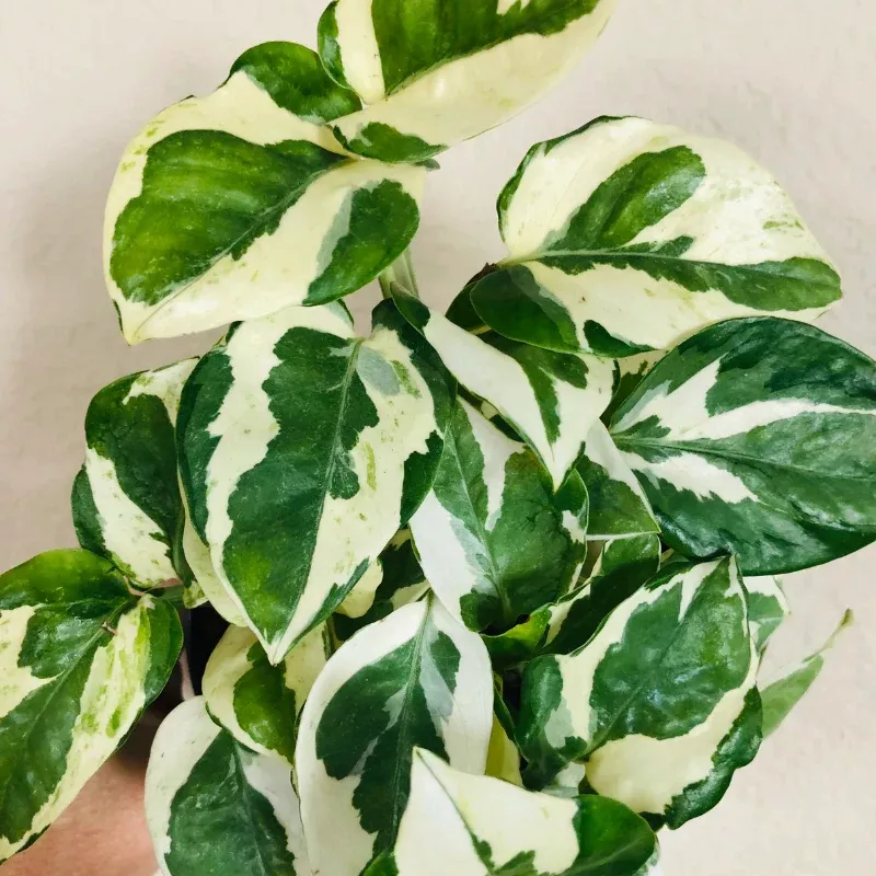 Pothos N'Joy Regular Plant Plug (Epipremnum aureum 'N'Joy') – Stunning variegated leaves – Easy-care vine for home or office.