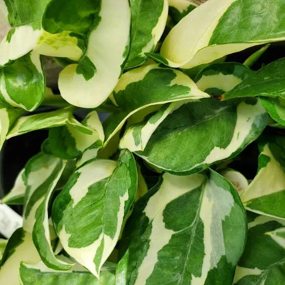 Pothos N' Joy