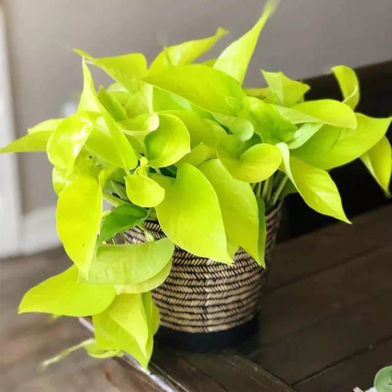 Pothos Neon Plant Plug (Epipremnum aureum 'Neon') – Bright chartreuse leaves – A bold, eye-catching houseplant.