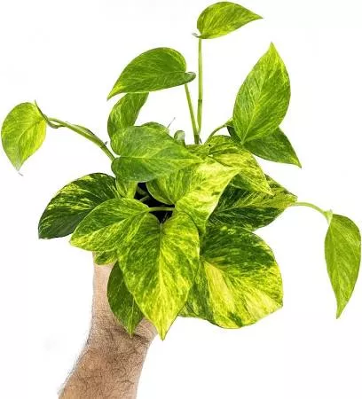 Pothos Neon Queen