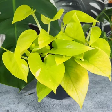 Pothos 'Neon'