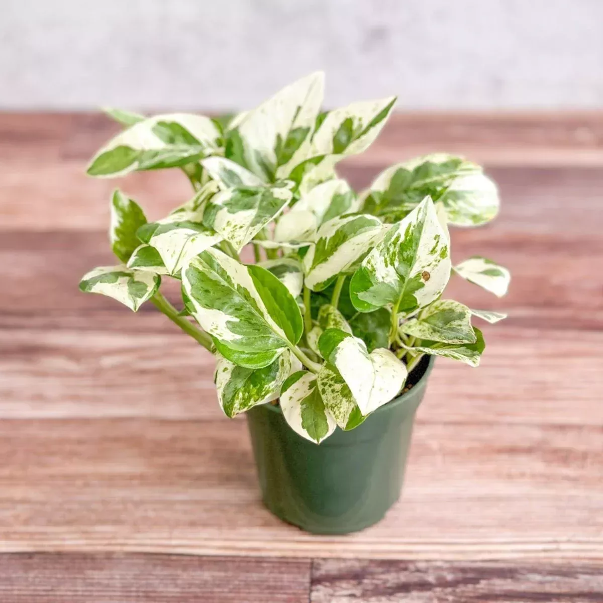 Pothos Pearls & Jade