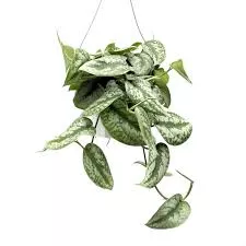 Pothos Picta