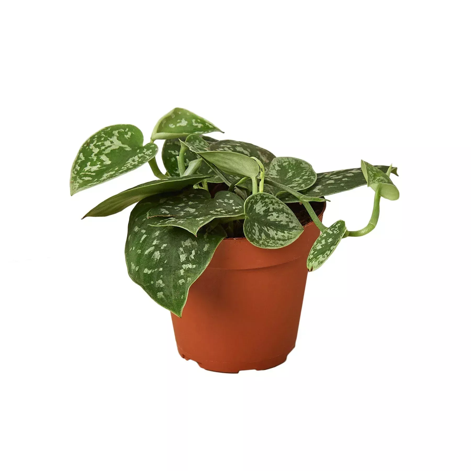 Pothos 'Satin'