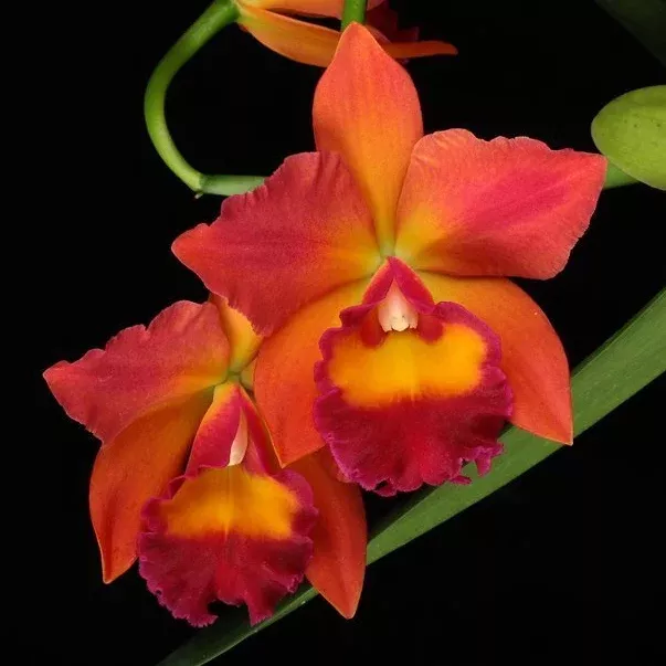 Potinara Chief Sweet Orange