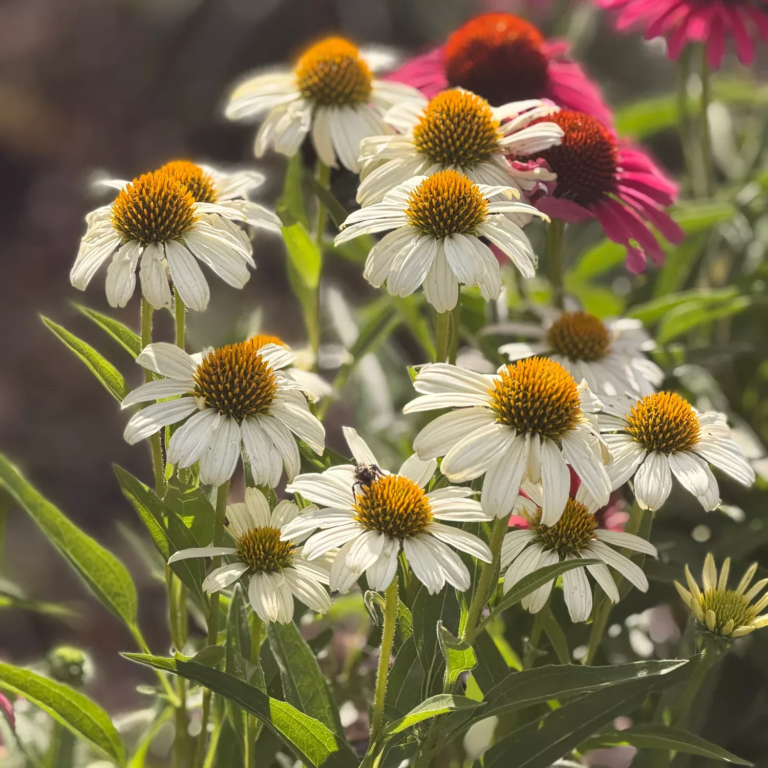Pow Wow White Coneflower