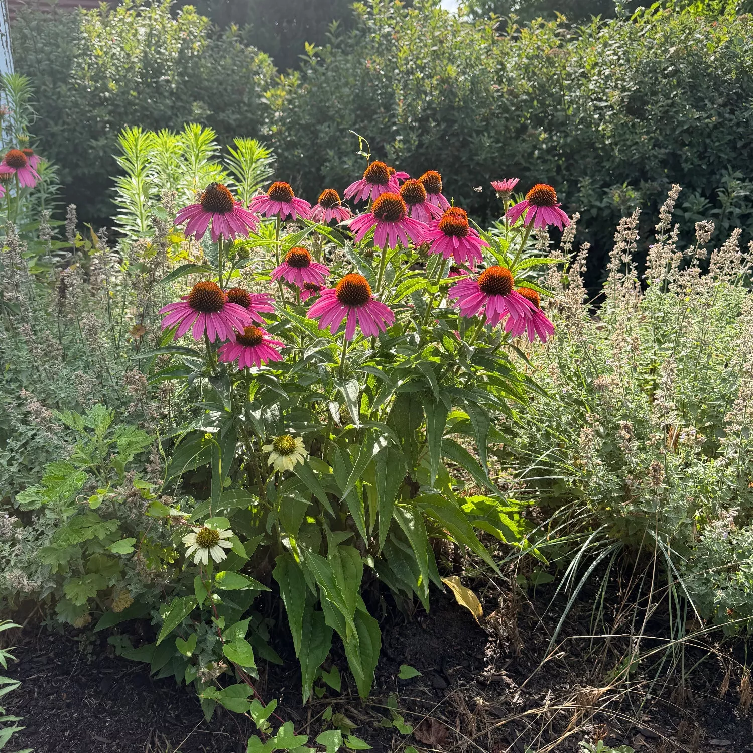 Pow Wow Wildberry Coneflower