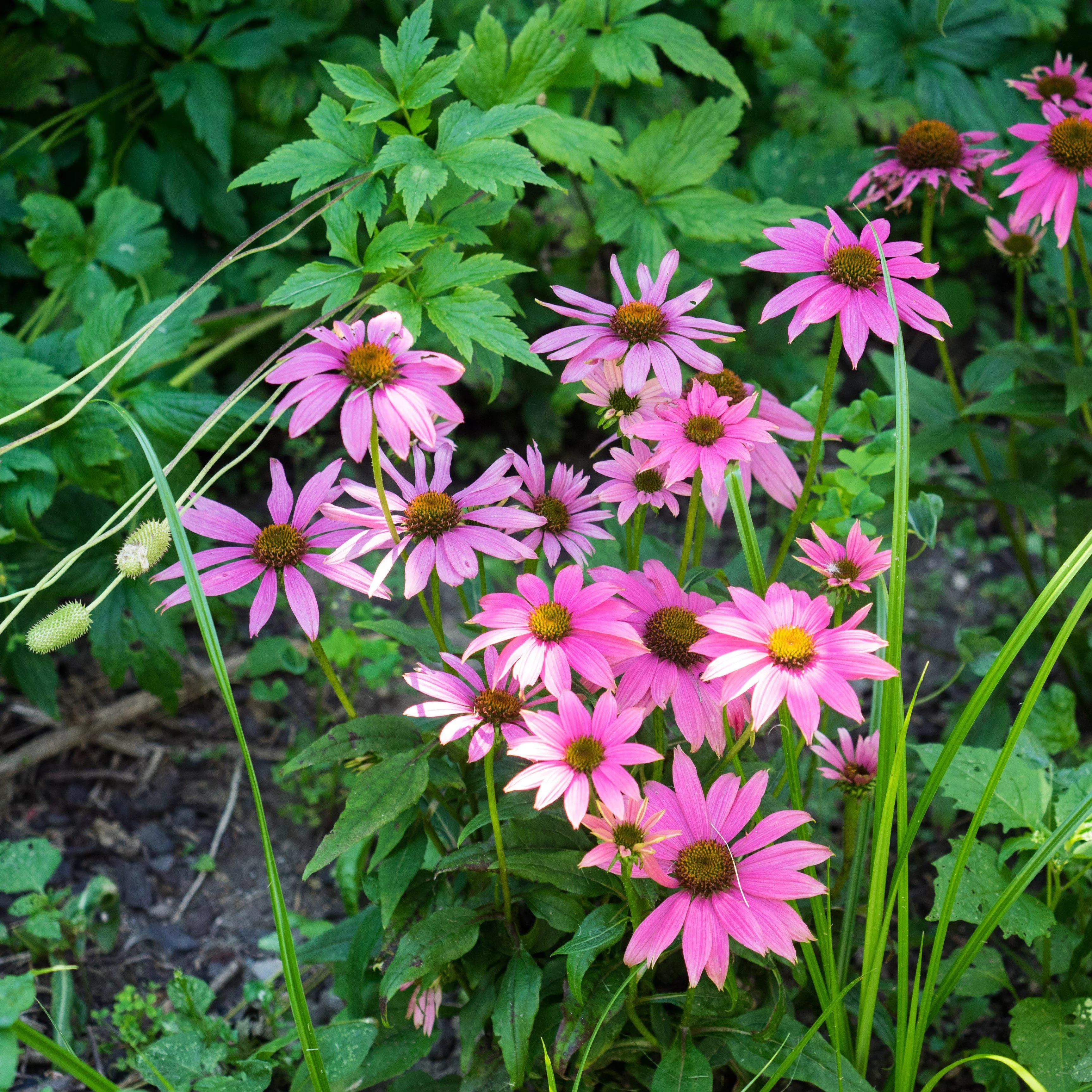 PowWow Wild Berry Echinacea, Coneflower