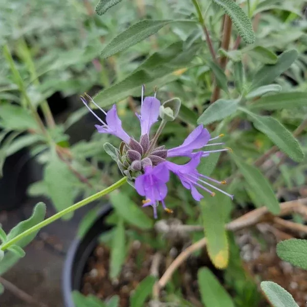Pozo Blue Sage