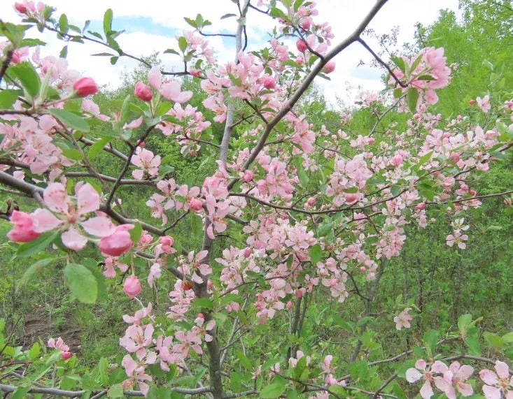 Prairie Crabapple Seeds