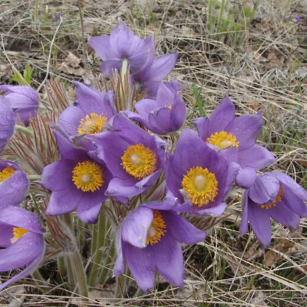 Prairie Crocus Seeds