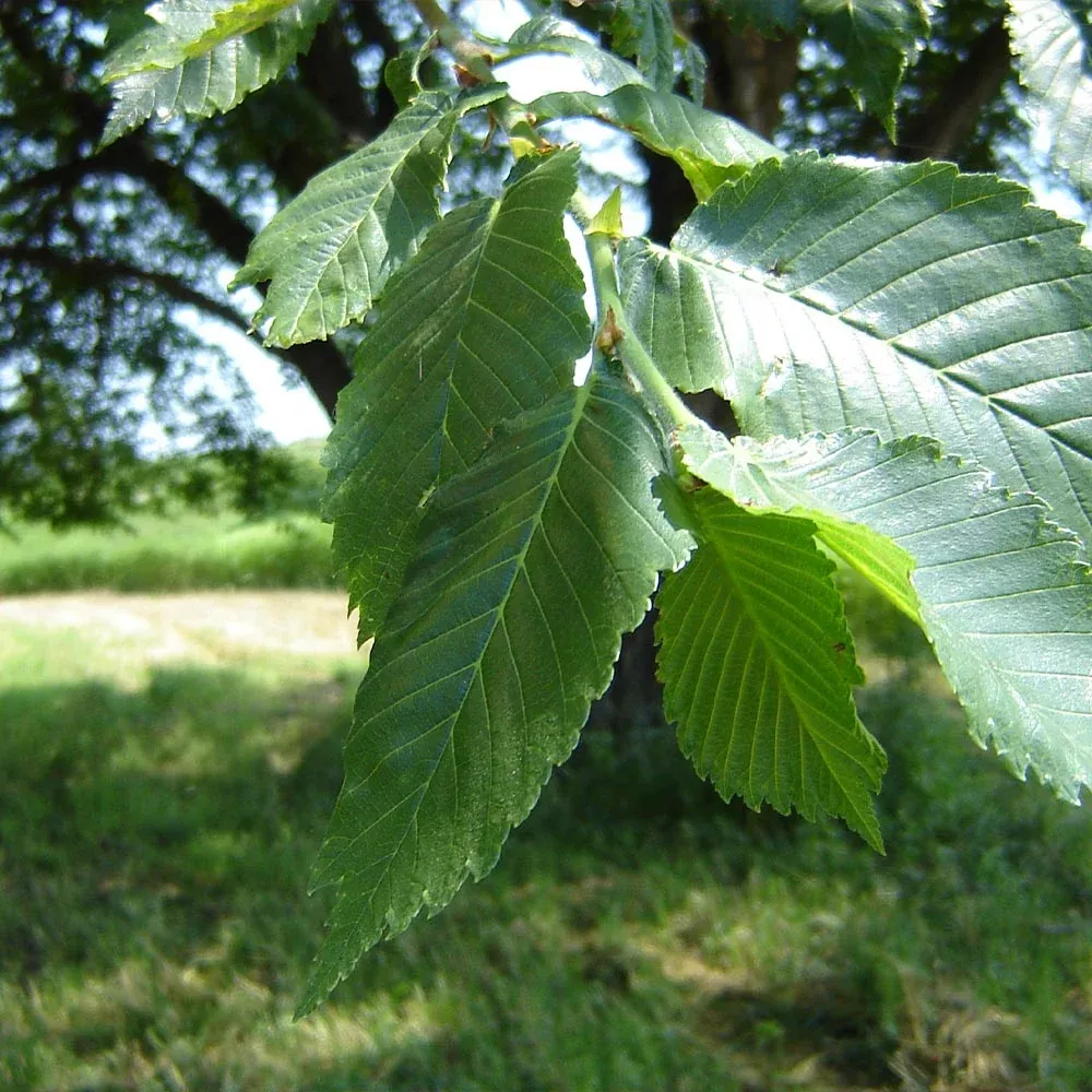 Prairie Expedition Elm Tree