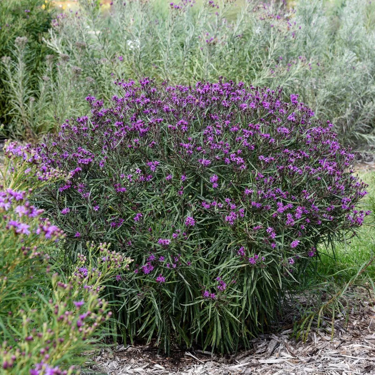 Prairie Princess Ironweed