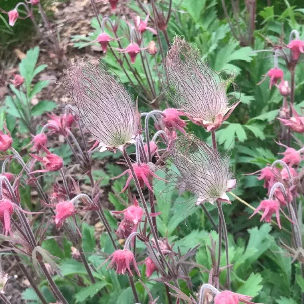 Prairie Smoke Seeds
