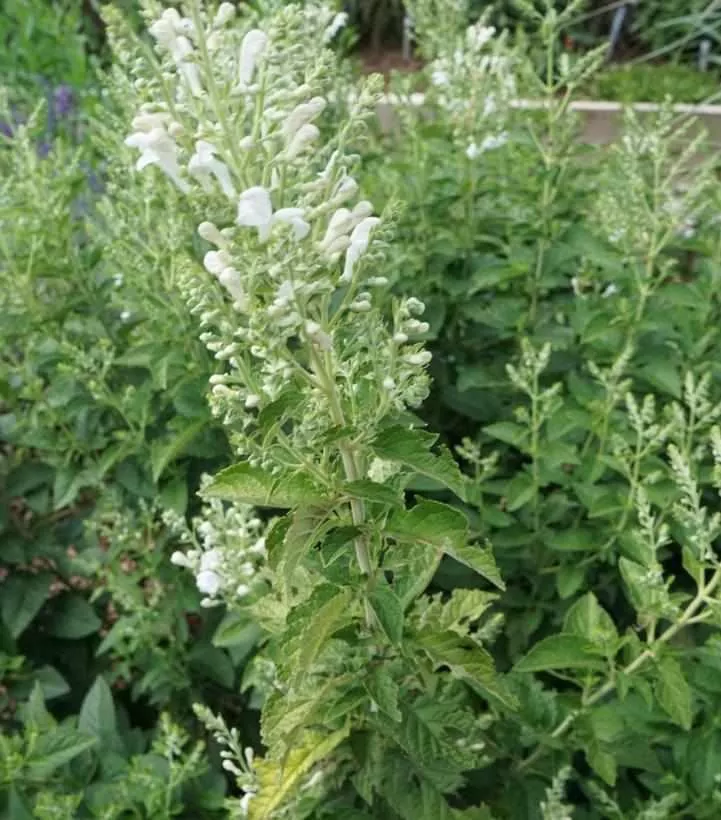 Prairie Snow Skullcap