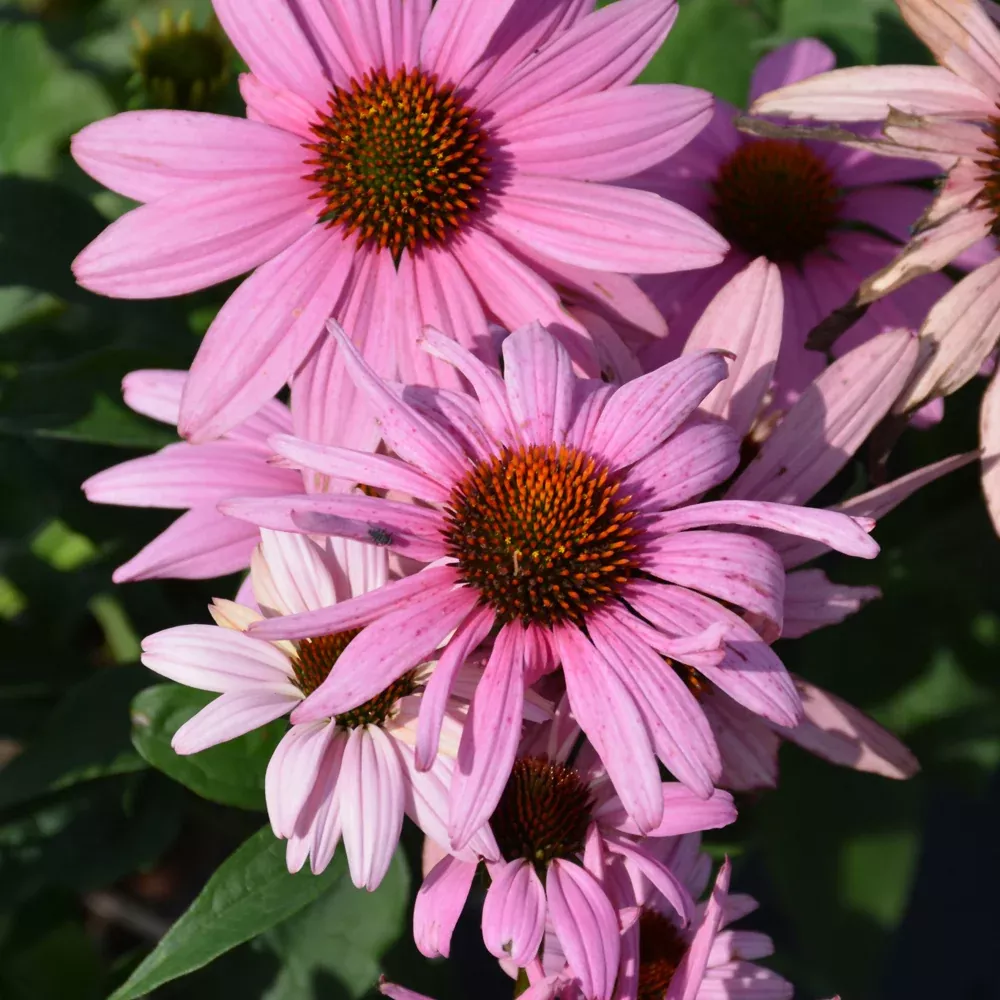 Prairie Splendor Coneflower