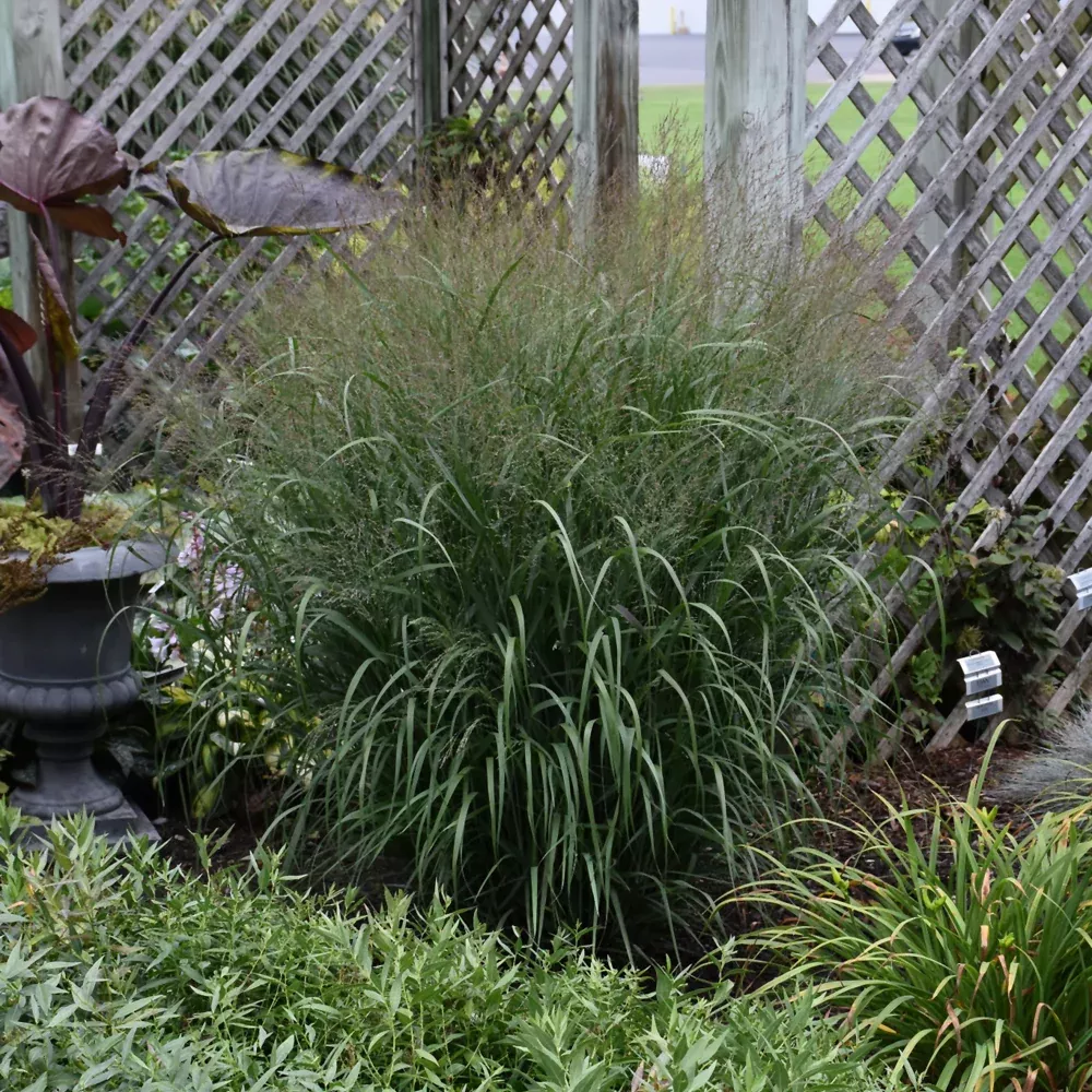 Prairie Winds 'Apache Rose' Switch Grass