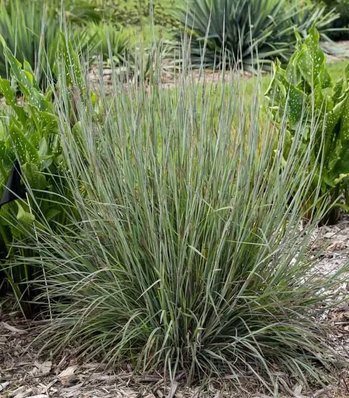 Prairie Winds Brush Stroke Little Bluestem