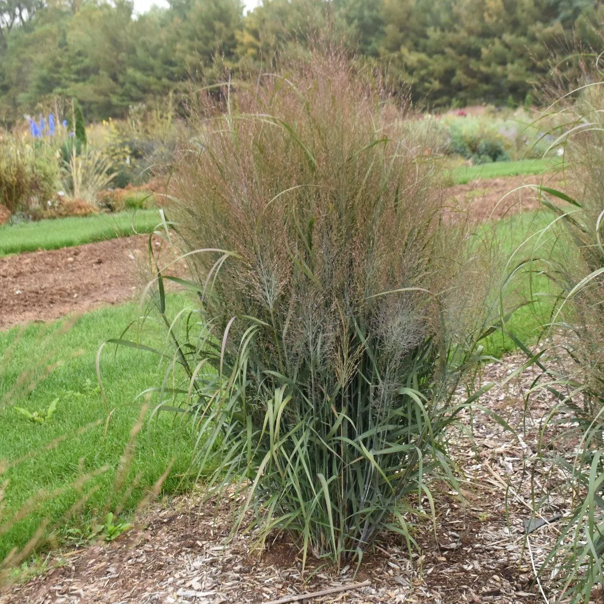 Prairie Winds October Sky Switch Grass