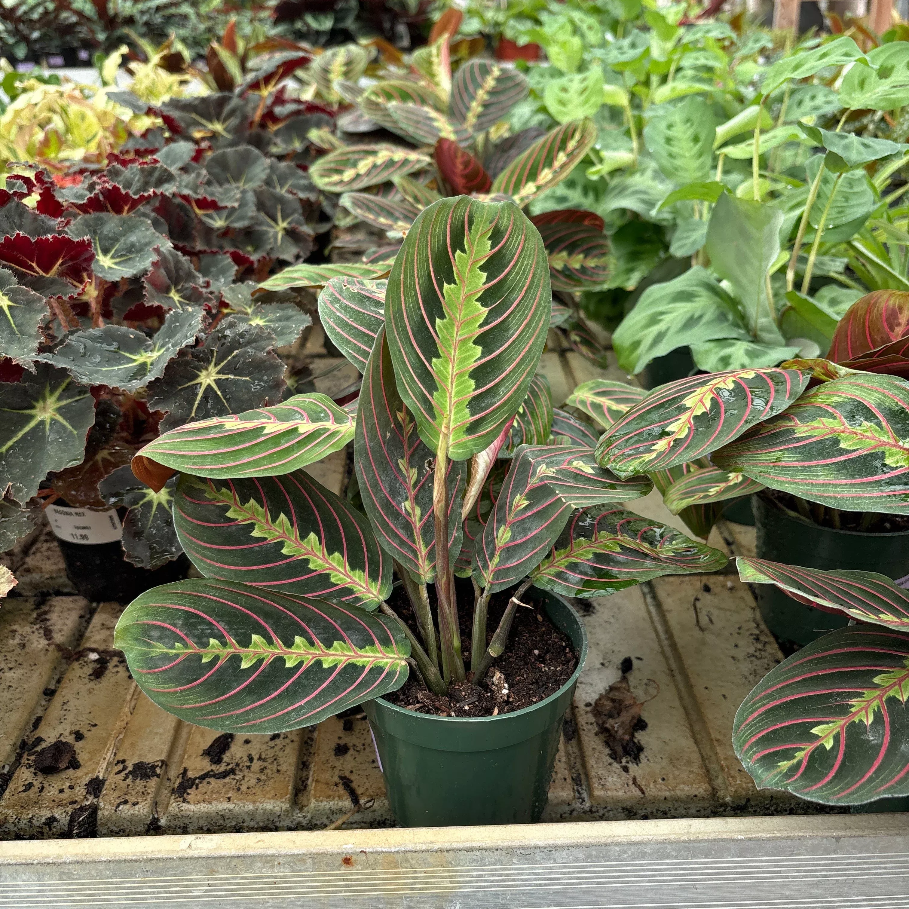 Prayer Plant - Maranta sp - 4" Potted Houseplant