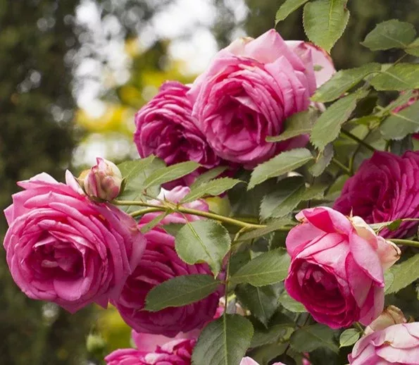 Pretty in Pink Eden Climber Rose