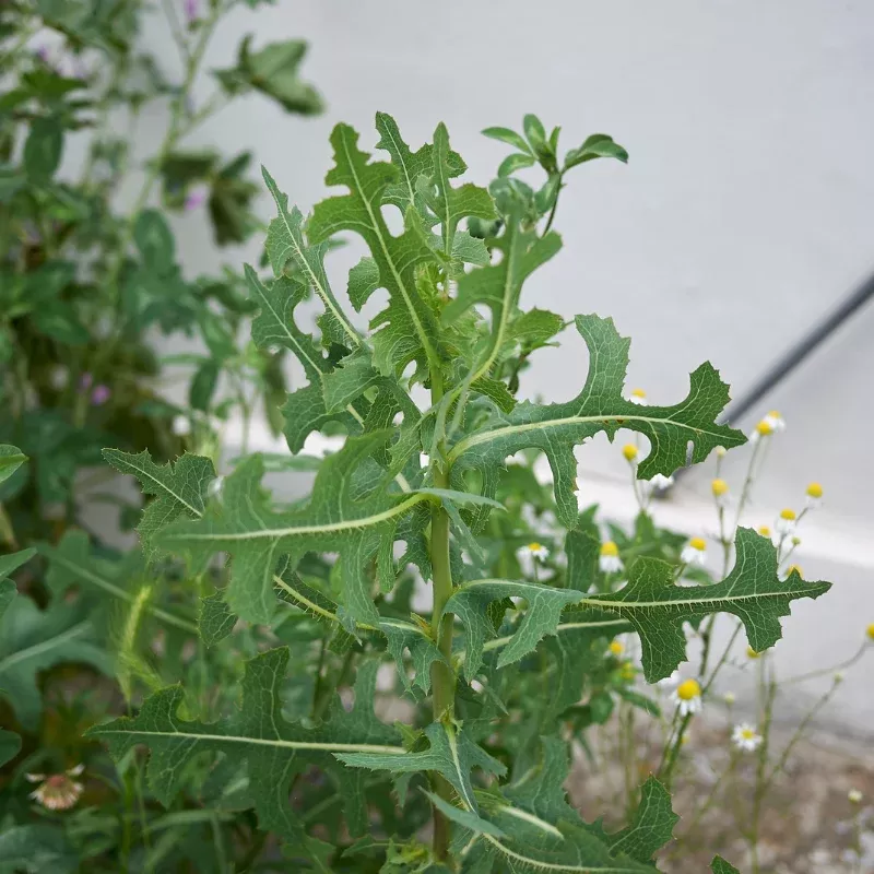 Prickly Wild Lettuce (Lactuca serriola) Seeds – Wild Opium Lettuce, Compass Plant, Bitter Edible Wild Green, Foraging Heirloom