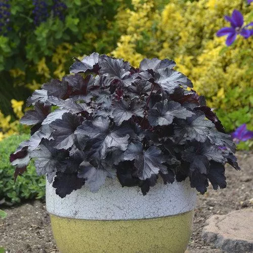 Primo Black Pearl Coral Bells